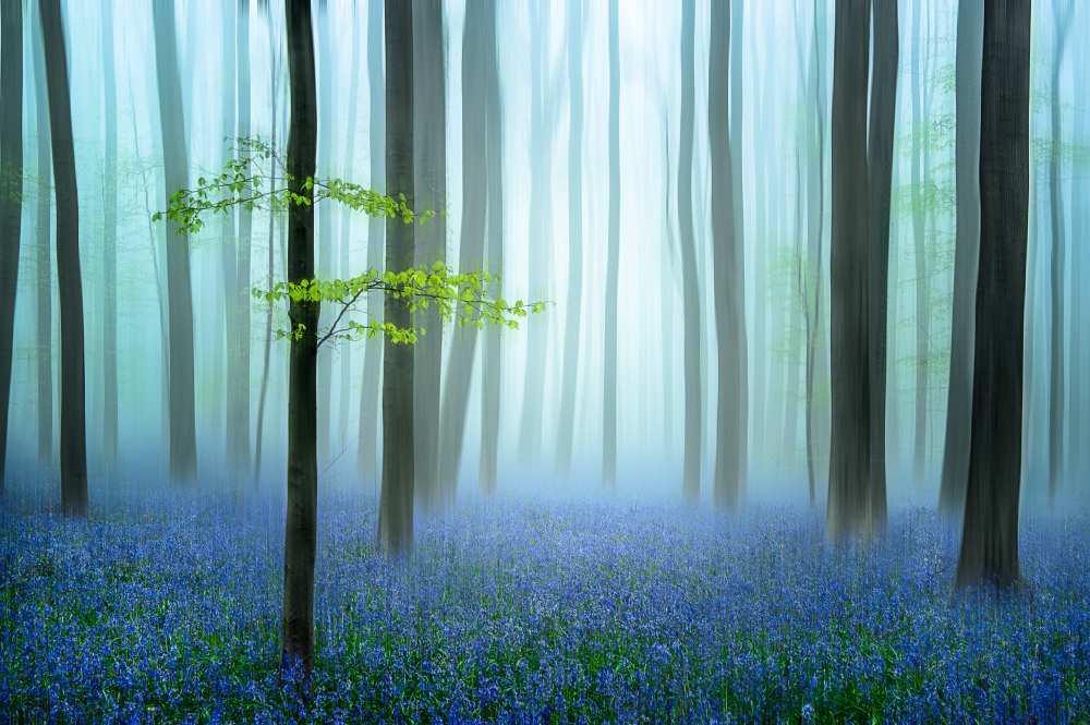 the blue forest ........ à Piet Haaksma