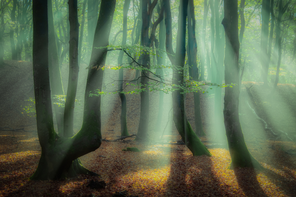 Magical forest. à Piet Haaksma