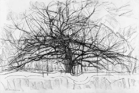 Study for The Grey Tree