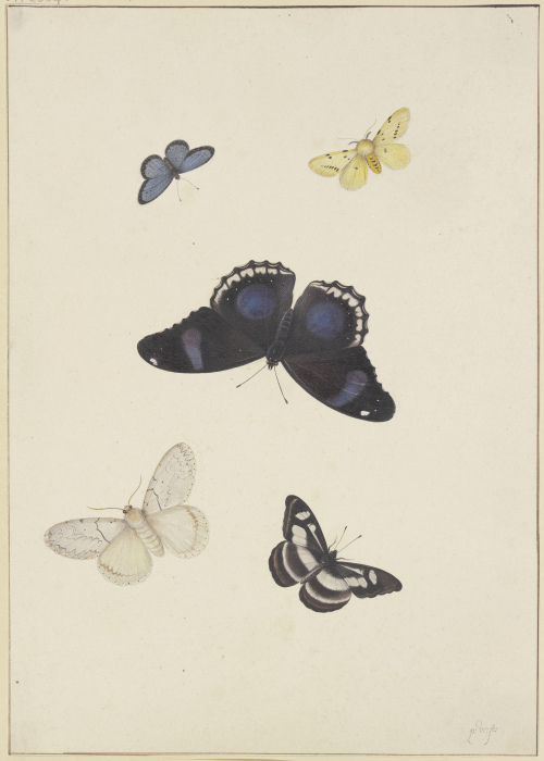 Five butterflies à Pieter Withoos