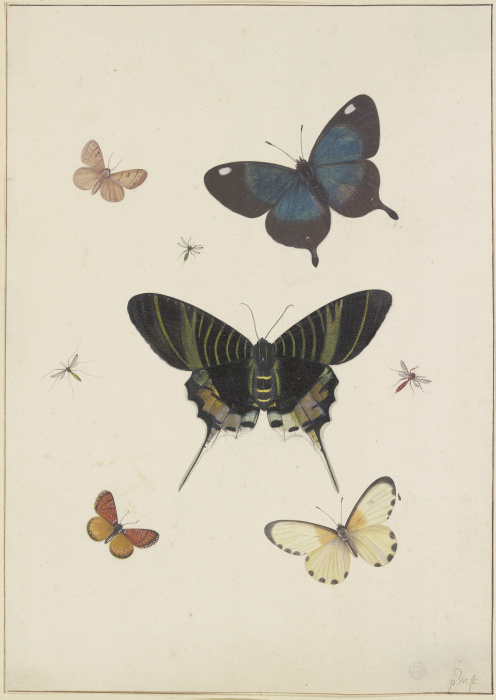 Fünf Schmetterlinge und drei Insekten à Pieter Withoos