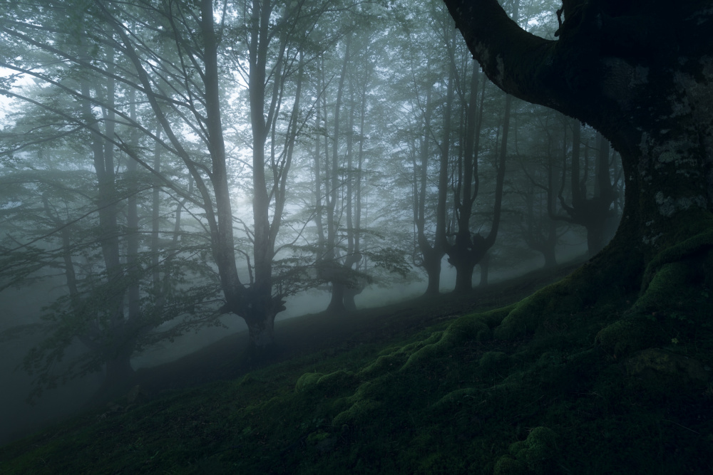 Foggy forest à Pilar Hm