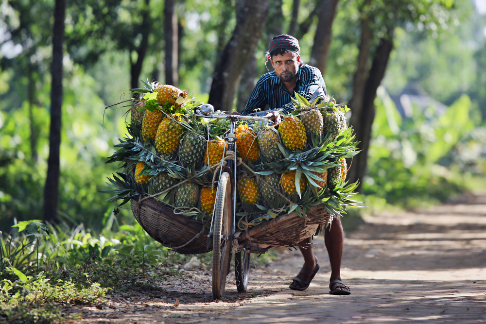 	 Pineapple sellers arrive at a market with bicycles laden with pineapples à Pinu Rahman