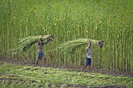 Jute Cultivar