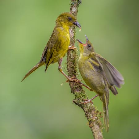 Olive-green Tanager feeding the chick
