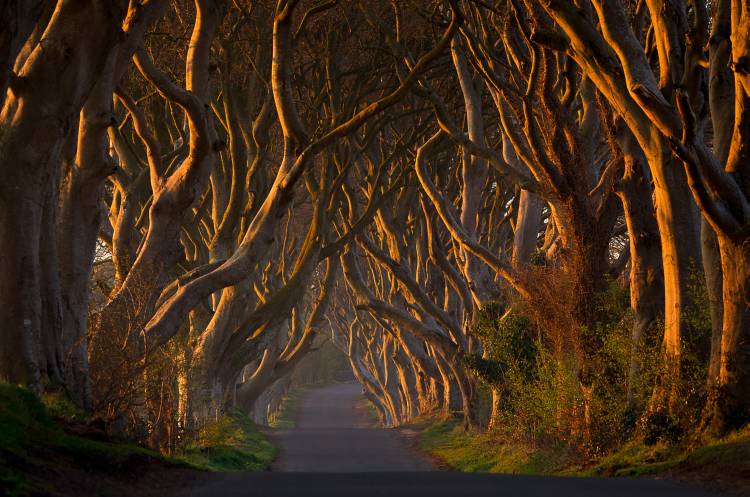The Dark Hedges in the Morning Sunshine à Piotr Galus