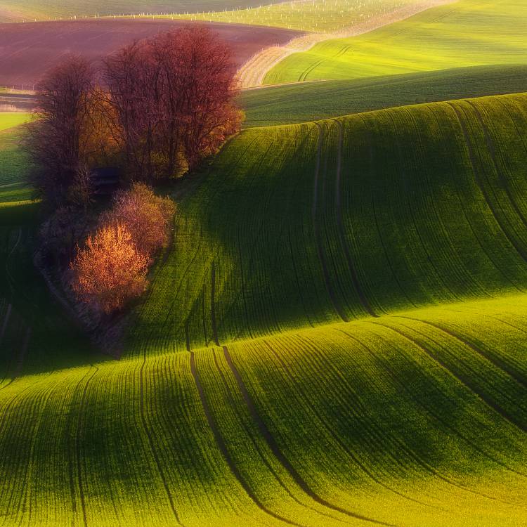 Green fields à Piotr Krol Bax