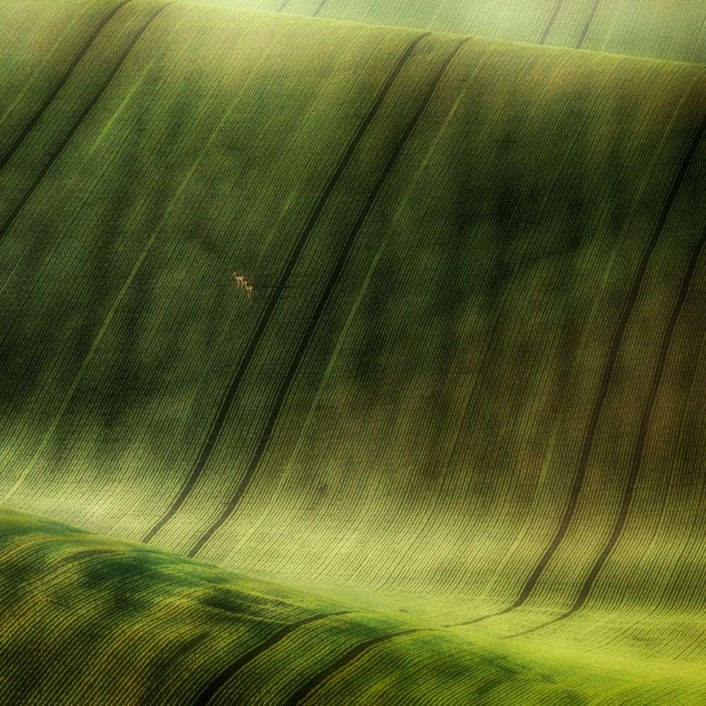 green fields à Piotr Krol Bax