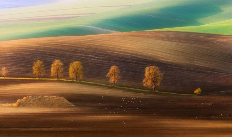 Arbres moraves à Piotr Krol Bax