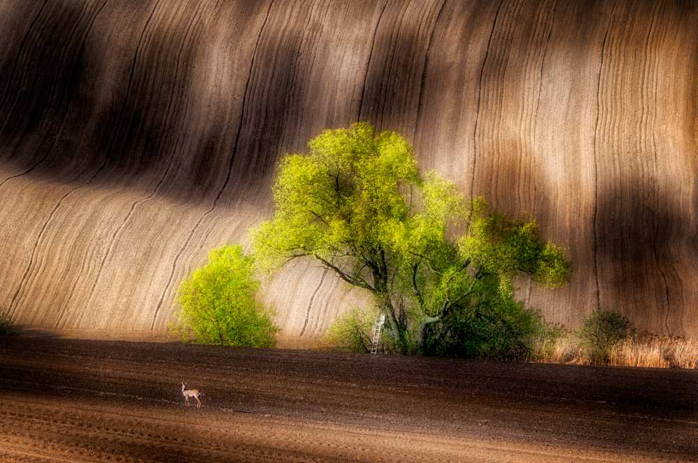 on the fields à Piotr Krol Bax