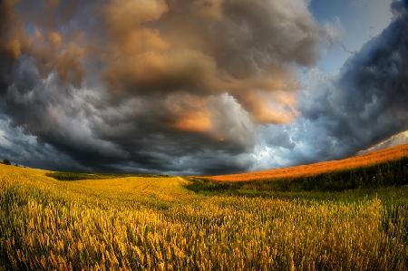 fields of storm