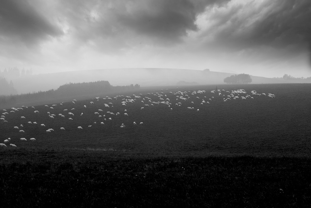 sea of sheeps à Piotr Wiszniewski