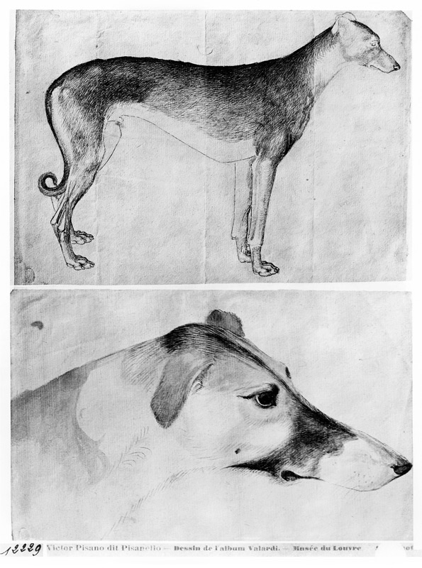 Greyhound and head of a greyhound, from the The Vallardi Album à Pisanello