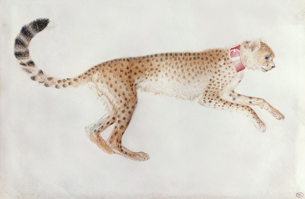 Bounding cheetah with a red collar (w/c on parchment) à Pisanello