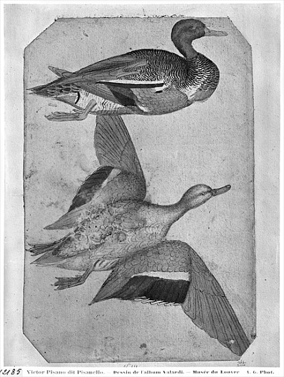 Ducks, from the The Vallardi Album (pen and ink and w/c on paper) à Pisanello