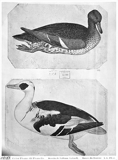 Ducks, from the The Vallardi Album (pen, ink & w/c on paper) à Pisanello