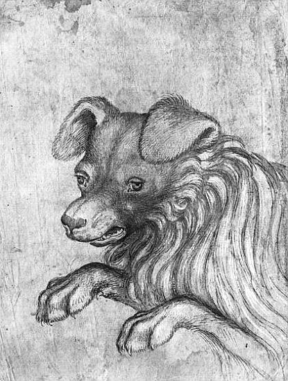 Head of a dog, from the The Vallardi Album à Pisanello