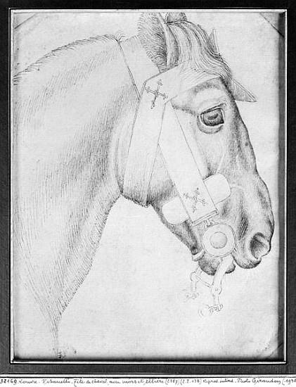 Head of a horse, from the The Vallardi Album à Pisanello