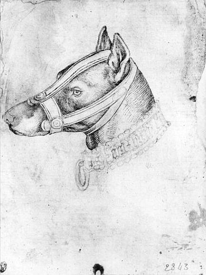 Head of a muzzled dog, from the The Vallardi Album à Pisanello
