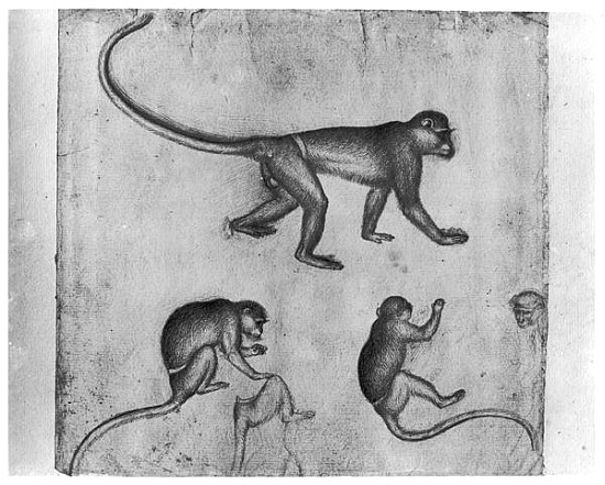 Monkeys, from The Vallardi Album à Pisanello