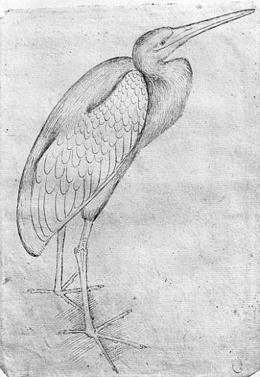 Pelican, from the The Vallardi Album à Pisanello