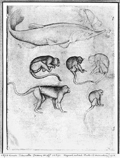 Six Monkeys and a Sturgeon, from The Vallardi Album à Pisanello