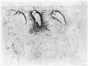 Fourteen egrets, from the The Vallardi Album (pen, ink & w/c on paper)
