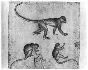 Monkeys, from The Vallardi Album