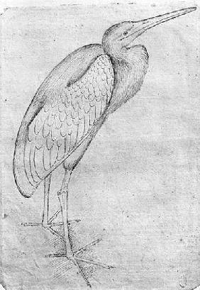 Pelican, from the The Vallardi Album