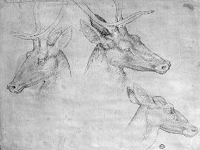 Two heads of stags, one head of a doe, from the The Vallardi Album