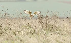 Hunting Short Eared Owl