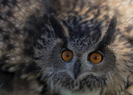 Owls Eye
