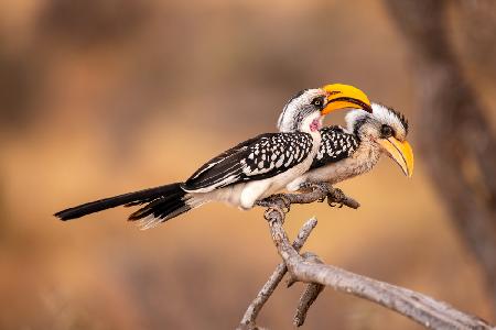 Southern Yellow-billed Hornbill