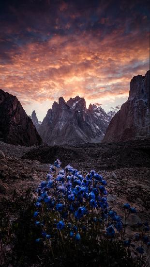 The flower of the magic world 《魔界蓝姬》