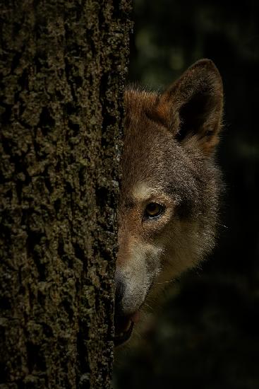 Killer look - animal in human care