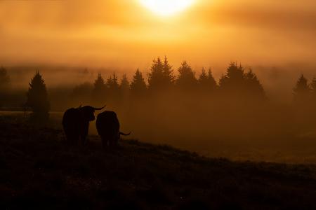 Foggy sunny morning