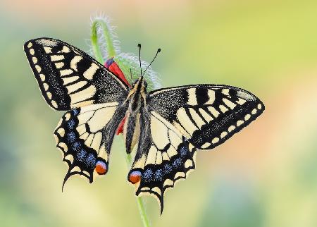 A special Papilio