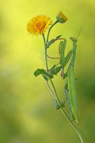 Mantis in yellow