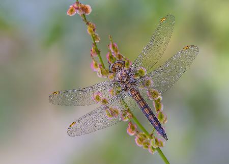 Orthetrum brunneum