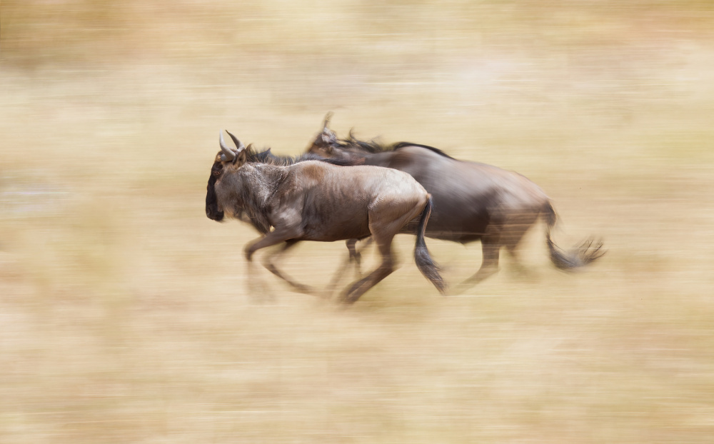 Wildebeests On The Run à Raffi Bashlian