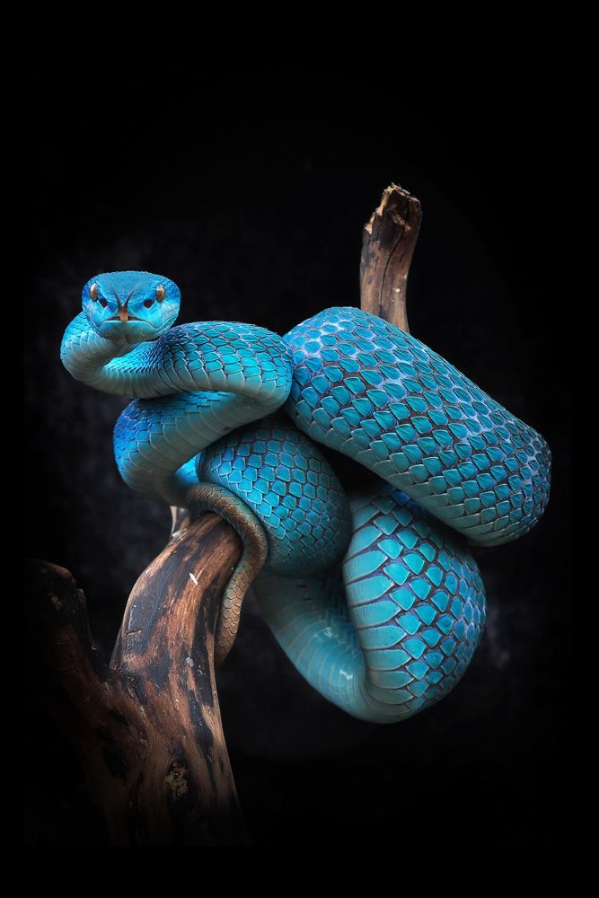 Trimeresurus à Rahmat Aryal