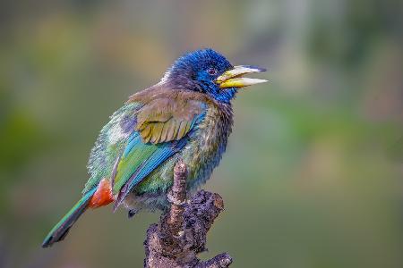 Great  Barbet