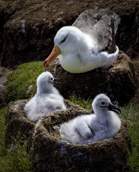 FALKLAND ISLANDS, SAUNDERS ISLAND-75768