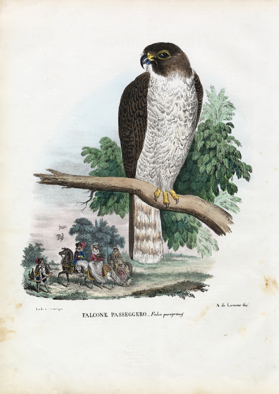 Peregrine Falcon à Raimundo Petraroja