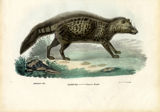 African Civet à Raimundo Petraroja