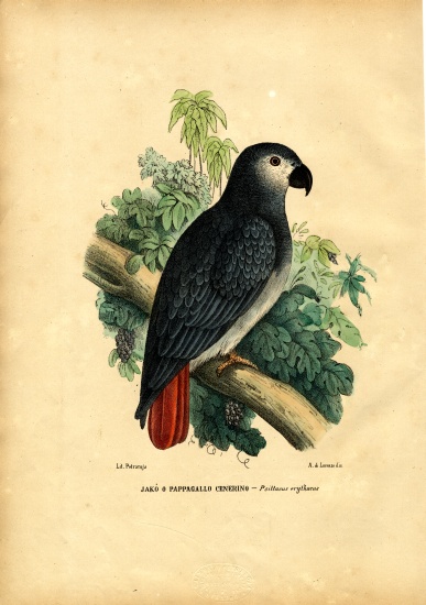 African Grey Parrot à Raimundo Petraroja