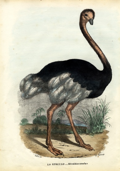 African Ostrich à Raimundo Petraroja