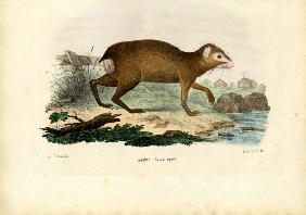 Agouti