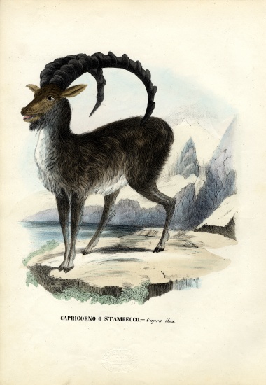 Alpine Ibex à Raimundo Petraroja