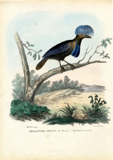 Amazonian Umbrellabird à Raimundo Petraroja